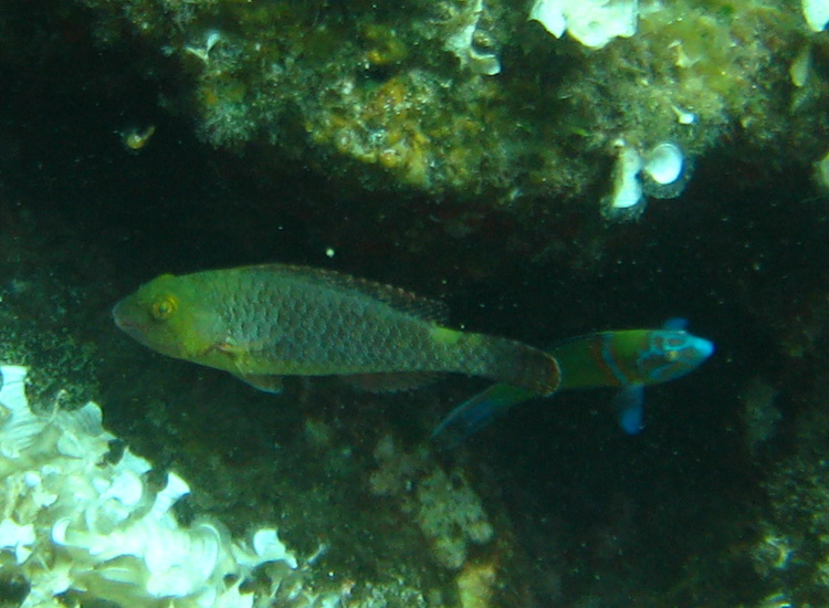 Scaro (Sparisoma cretense)